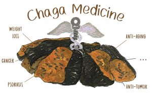 Chaga and Medicine, agains cancer, psoriasis etc