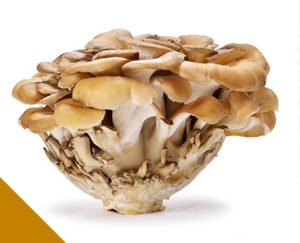 Maitake as Medicinal Mushroom