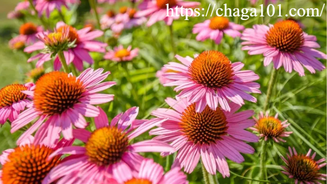 Rahasia Coneflower Ungu: Menyelami Khasiat dan Keajaiban