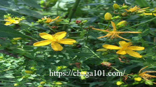 Hypericum Perforatum: Menyelami Manfaat dan Risiko