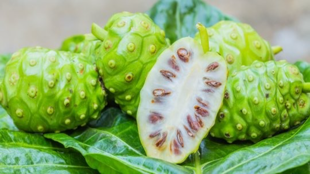 9 Manfaat Buah Mengkudu untuk Kesehatan Tubuh